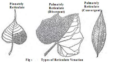 reticulated meaning in bengali|Reticulated Meaning In Bengali .